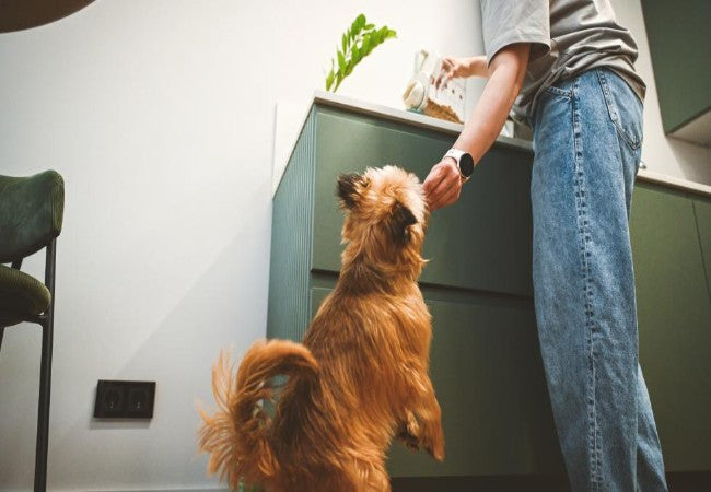 Fish Oil for Dogs 2025: Benefits, Dosage, Safety & Vet Backed Tips for a Healthy Pup 🐾