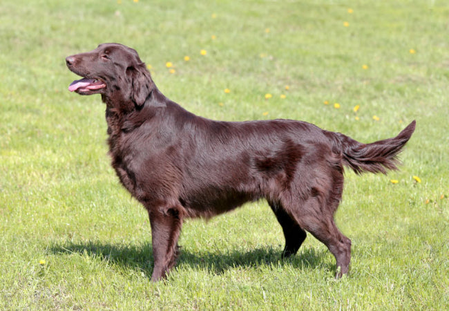 Flat-Coated Retriever 2025 Guide: Temperament, Care & Training 🐶