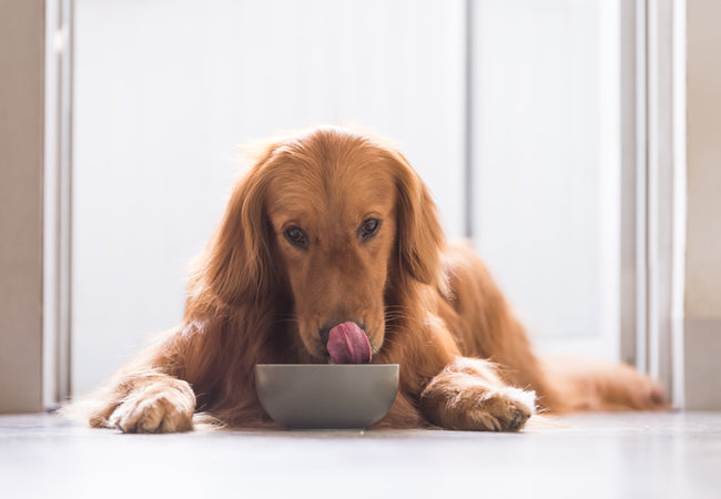 Healthy Foods Checklist: Flaxseed for Dogs in 2025 🌱🐶