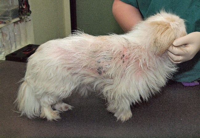 Flea Bite Hypersensitivity in Dogs in 2025: Vet Reviewed Guide 🐶🦟
