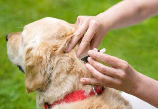 Flea Eggs on Dogs: Vet's 2025 Guide to Identification & Eradication 🐛🩺🐾