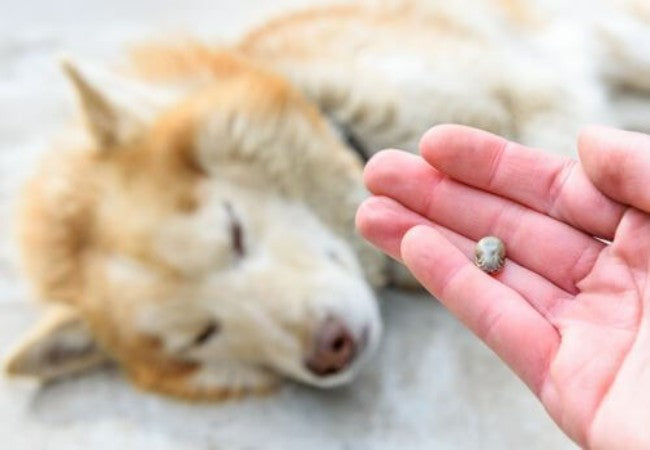 Flea & Tick Prevention & Treatment for Dogs: Vet‑Approved 2025 Guide 🩺🐶