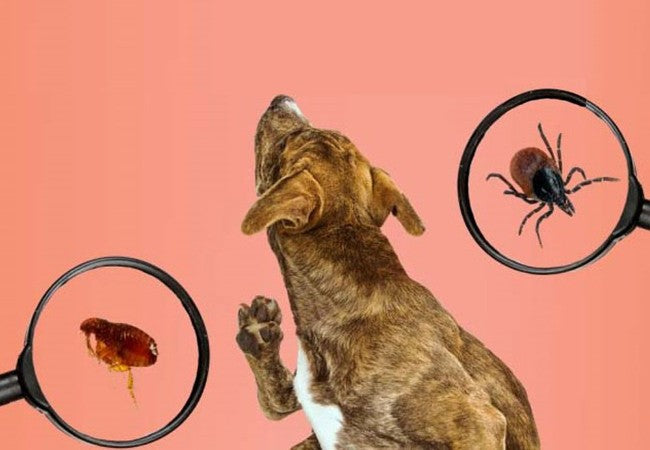 Flea & Tick Treatments That Don’t Work 2025 Vet Insights 🐾