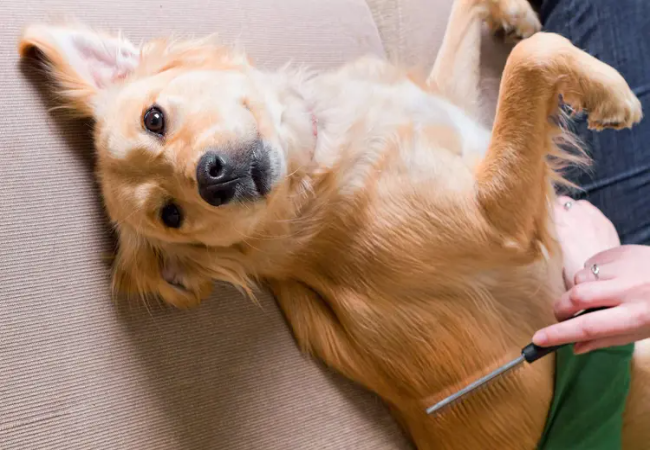 Fleas on Dogs and Cats