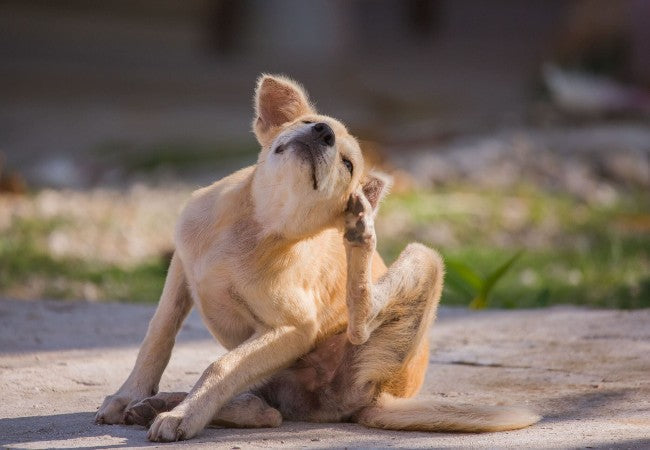 Fleas on Dogs: Vet Approved Identification & Early Signs for 2025 🩺🐶