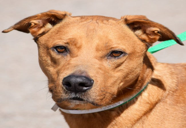 Fourth of July Pet Safety 2025: Vet Tips to Keep Your Dog Calm & Secure🐾