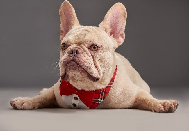 French Bulldog 2025 Guide: Temperament, Care & Training 🐶