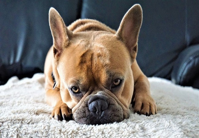 French Bulldog Health Issues 2025: Vet Guide to Common Conditions 🐾❤️