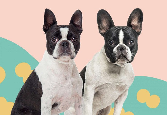 French Bulldog vs Boston Terrier: A Vet’s Comparison Guide (2025) 🐶🔍