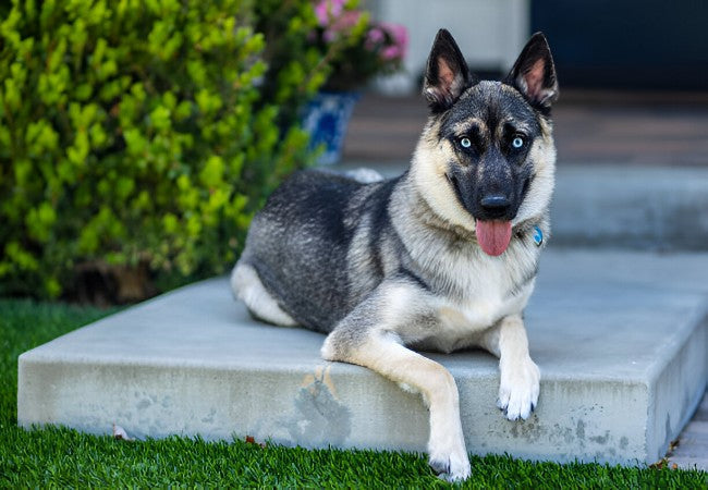 Gerberian Shepsky 2025 Guide: Temperament, Care & Training 🐶