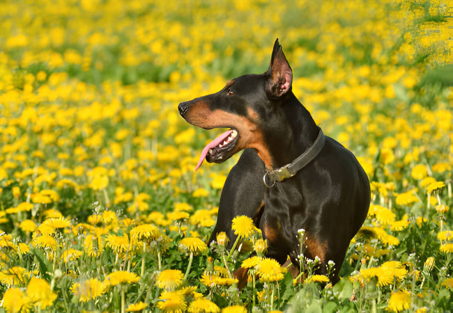German Pinscher 2025 Guide: Temperament, Care & Training 🐶