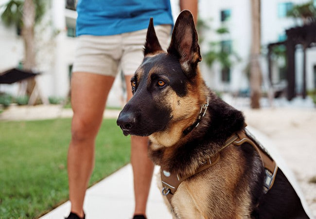 German Shepherd 2025 Guide: Temperament, Care & Training 🐶