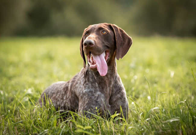 German Shorthaired Pointer 2025 Guide: Temperament & Care 🐶