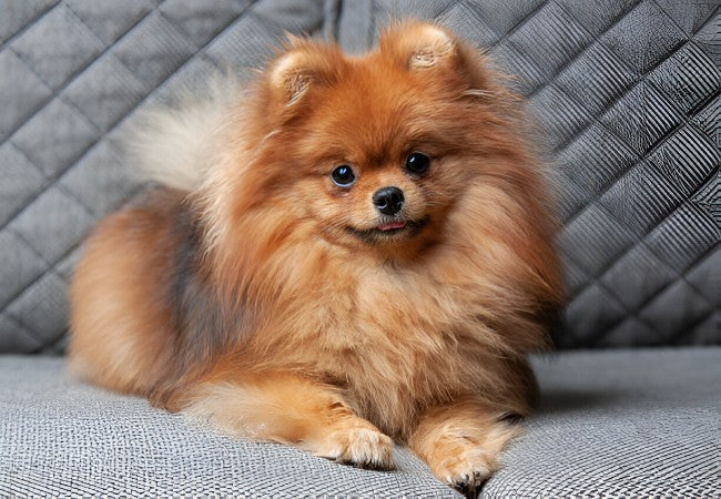 German Spitz 2025 Guide: Temperament, Care & Training 🐶 – Ask A Vet