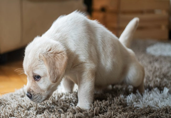 Get Dog Pee Out of Carpet & Furniture 2025: Vet Approved Guide 🧼🐾
