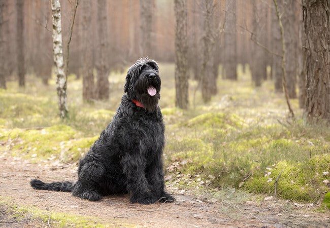 Giant Schnauzer 2025 Guide: Temperament, Care & Training 🐶