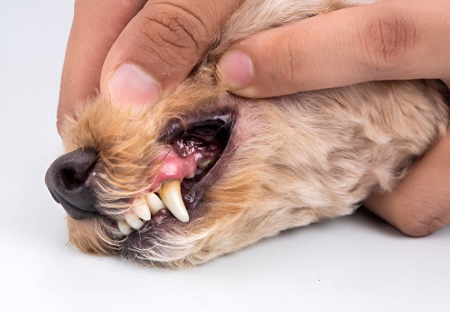 Gingival Squamous Cell Carcinoma in Dogs – Vet‑Led Guide 2025 🐶🦷⚠️