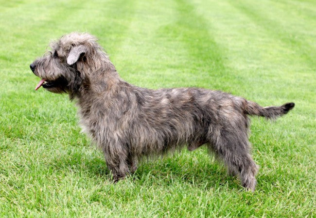 Glen of Imaal Terrier 2025 Guide: Temperament & Care 🐶