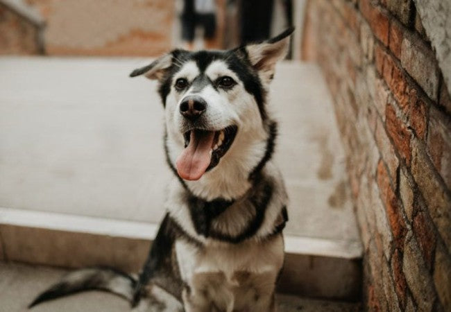Goberian 2025 Guide: Temperament, Care & Training 🐶