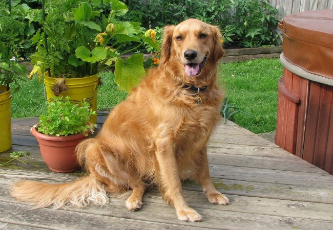 Golden Retriever 2025 Guide: Temperament, Care & Training 🐶