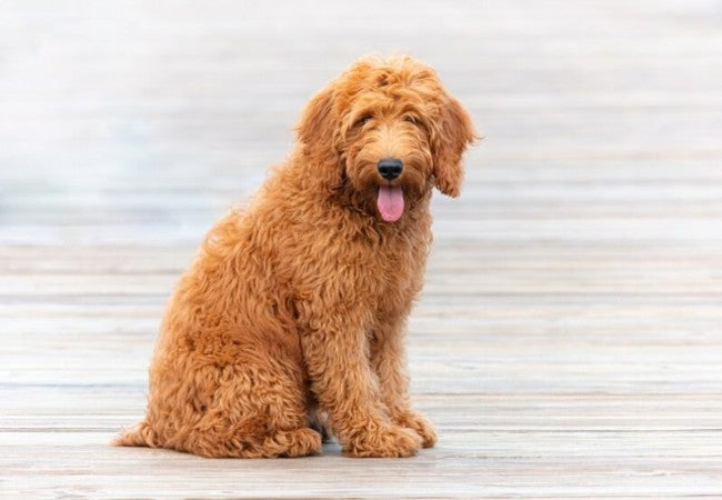 Goldendoodle 2025 Guide: Temperament, Care & Training 🐶