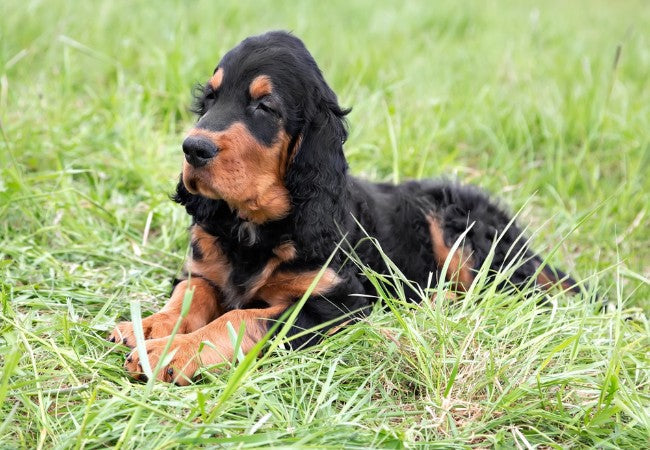 Gordon Setter 2025 Guide: Temperament, Care & Training 🐶