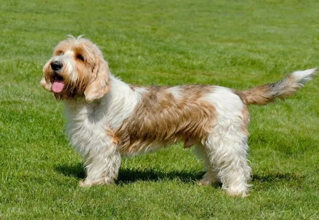 Grand Basset Griffon Vendéen 2025 Guide: Temperament & Care 🐶