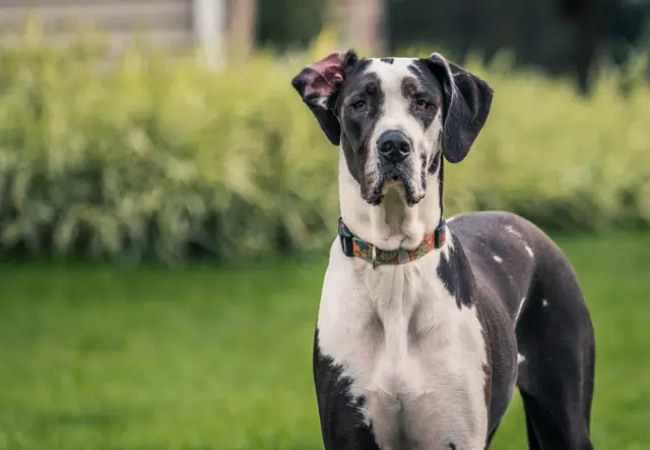 Great Dane 2025 Guide: Temperament, Care & Training 🐶
