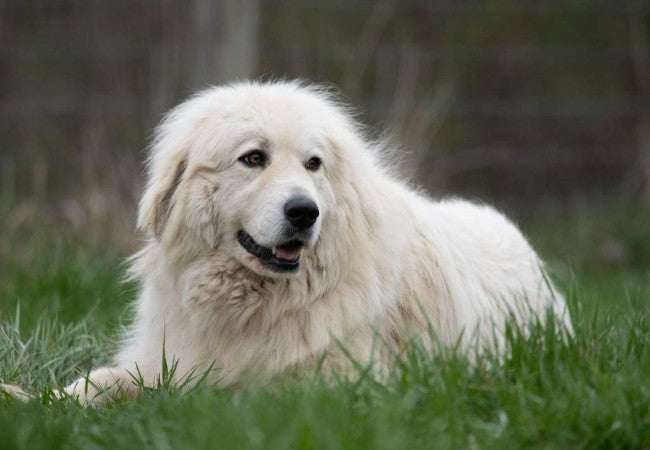 Great Pyrenees 2025 Guide: Temperament, Care & Training 🐶