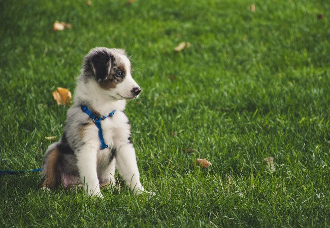 Growth in Dogs 2025: Vet Reviewed Guide to Puppy Development, Growth Plates & Wellness 🐾