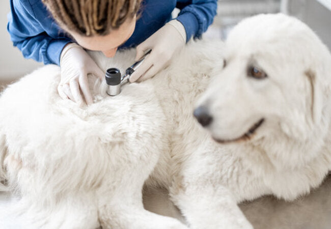 Vet’s 2025 Guide to Canine Skin Tags 🩺 Safe Care, Removal &amp; Monitoring