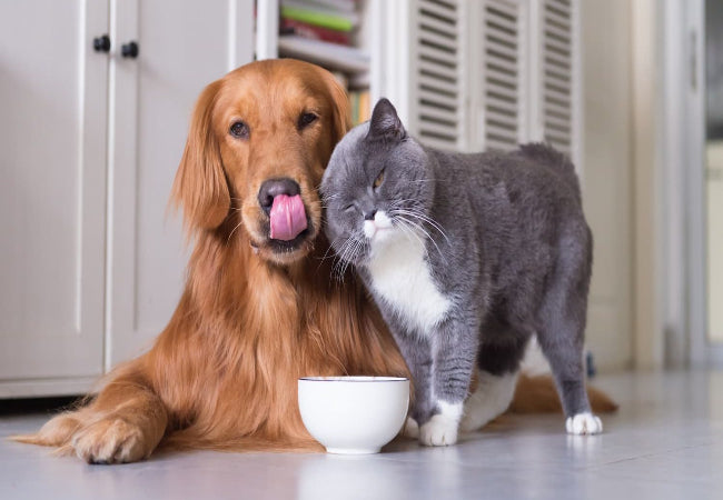 Gut Health for Dogs 2025: Support a Healthy Microbiome with Natural Food 🐶✨