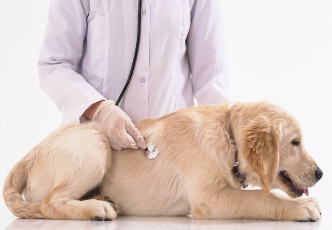 Gut to Brain: How Digestive Health Affects Your Pet’s Mood 🐶✨