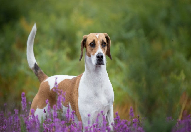 Harrier 2025 Guide: Temperament, Care & Training 🐶