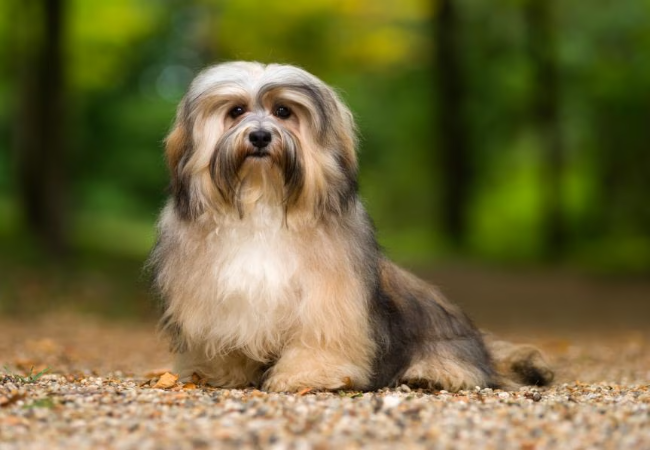 Havanese 2025 Guide: Temperament, Care & Training 🐶
