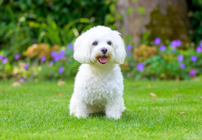 Havapoo 2025 Guide: Temperament, Care & Training 🐶