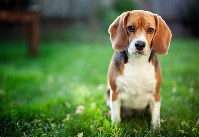 Healthiest Dog Breeds 2025: Vet‑Approved Top Picks & Wellness Tips 🐶✅