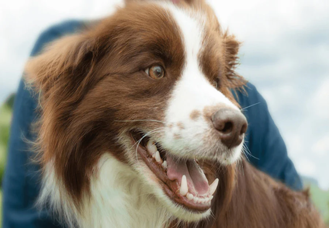 Healthy Dog Gums 2025: Vet Guide to Oral & Whole Body Wellness 🦷🐶