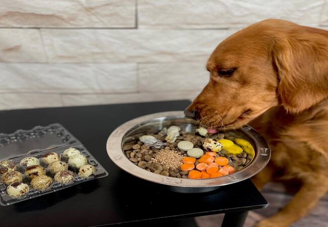 Healthy Foods Checklist: Quail for Dogs