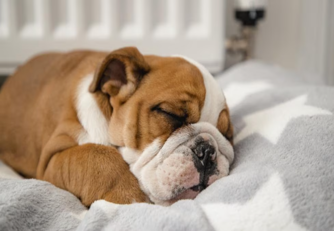 Healthy Puppy Sleep Schedule 2025: Expert Vet Guide 🐶💤