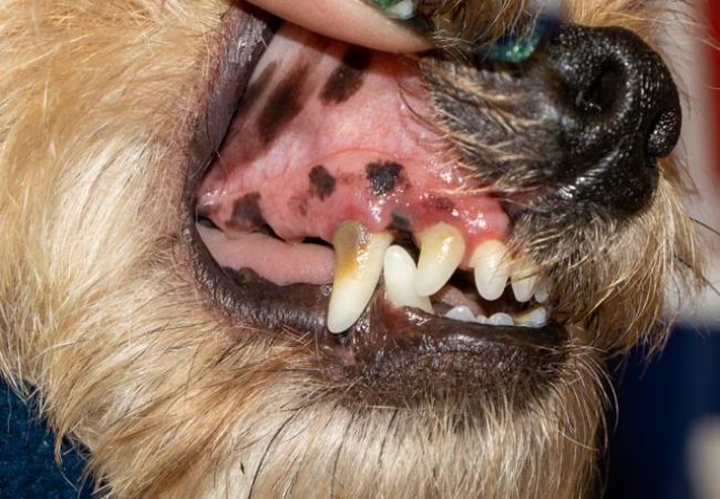 Healthy vs Unhealthy Dog Gums: A Vet’s Complete Guide (2025) 🦷🐶