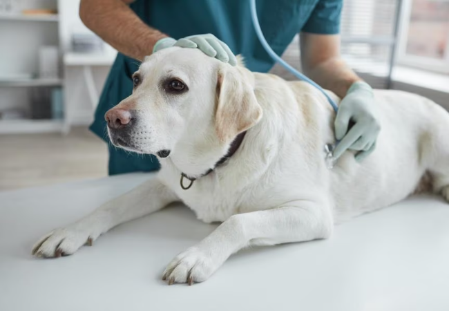 Heart Attack in Dogs? Vet’s 2025 Guide to Cardiac Arrest, Signs & Emergency Care 🐶❤️‍🩹