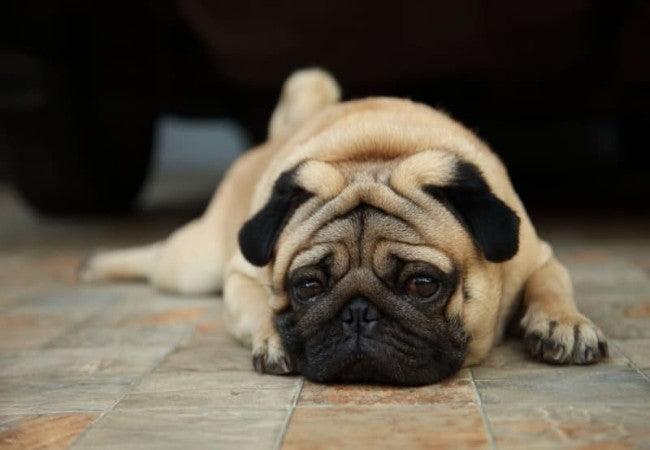 Heartworm Disease in Dogs: 2025 Vet & Telehealth Essentials 🩺🐶