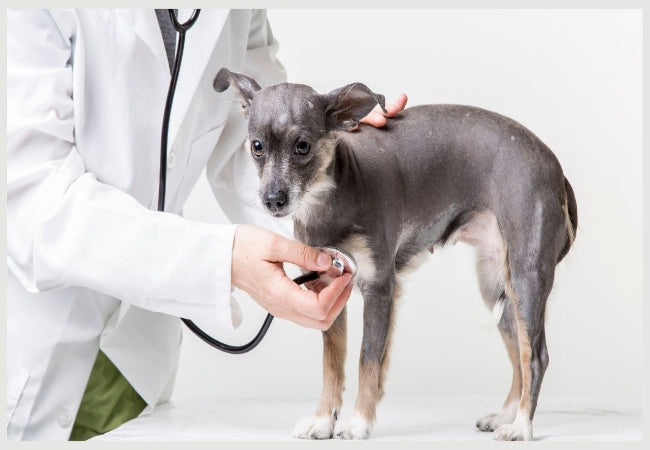 Helping a Fearful Dog: Vet Strategies to Build Confidence 🐶✨