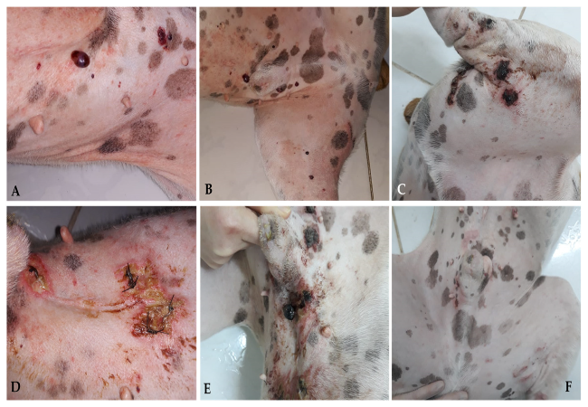 Hemangiosarcoma in Dogs: 2025 Vet Guide on Diagnosis, Treatment & Hope 🩺🐶﻿