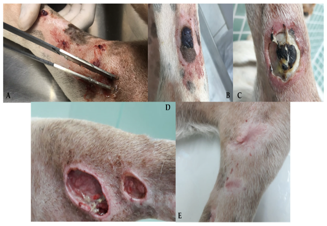 Hematomas & Seromas in Dogs: 2025 Vet Guide for Safe Healing 🩺🐶