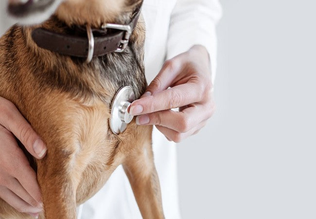 Hemothorax in Dogs: Vet-Approved Causes, Symptoms & Treatments (2025 Guide) 🩺🐾🩸
