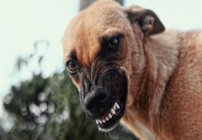 Hepatic Encephalopathy in Dogs: Vet-Approved Causes, Symptoms & Treatments (2025 Guide)🐶🩺