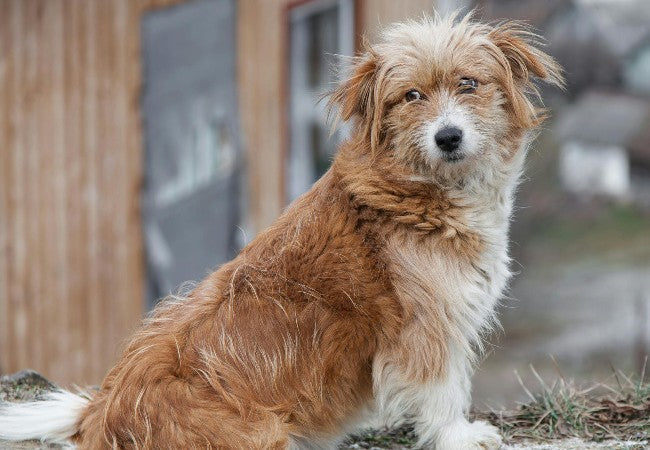Hepatozoonosis in Dogs: 2025 Vet Guide on Diagnosis, Treatment & Prevention 🩺🐾