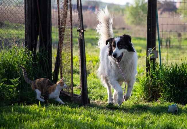 Herb 'N' Living: A Vet Approved Guide to Growing a Pet Friendly Herb Garden in 2025 🐾